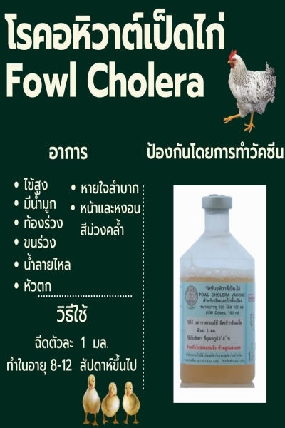 โรคอหิวาต์เป็ดไก่ (Fowl cholera)