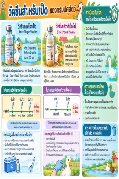 วัคซีนสำหรับเป็ด ของกรมปศุสัตว์