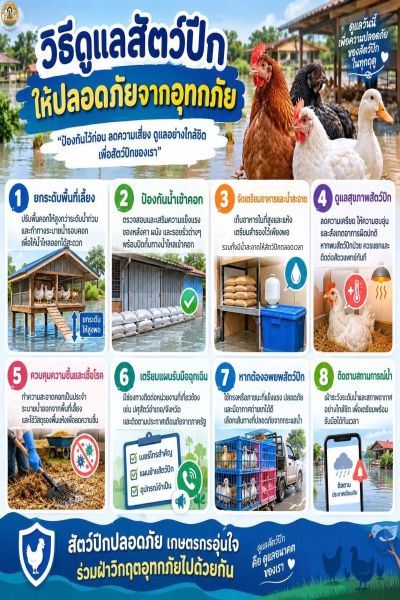 วิธีดูแลสัตว์ปีก ให้ปลอดภัยจากอุทกภัย
